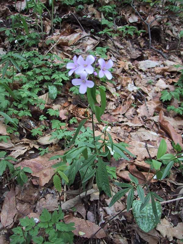 Cardamine bulbifera