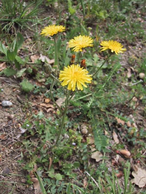 Crepis biennis