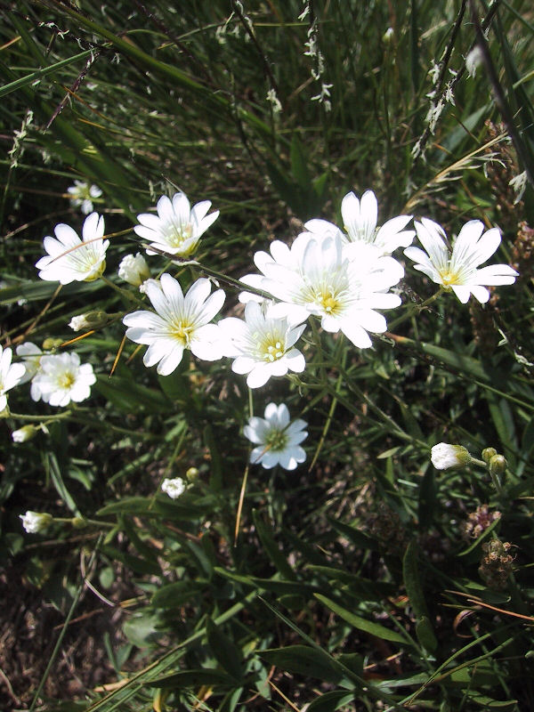 Cerastium arvense