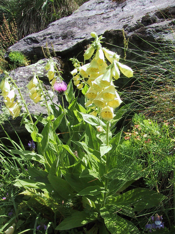 Digitalis grandiflora