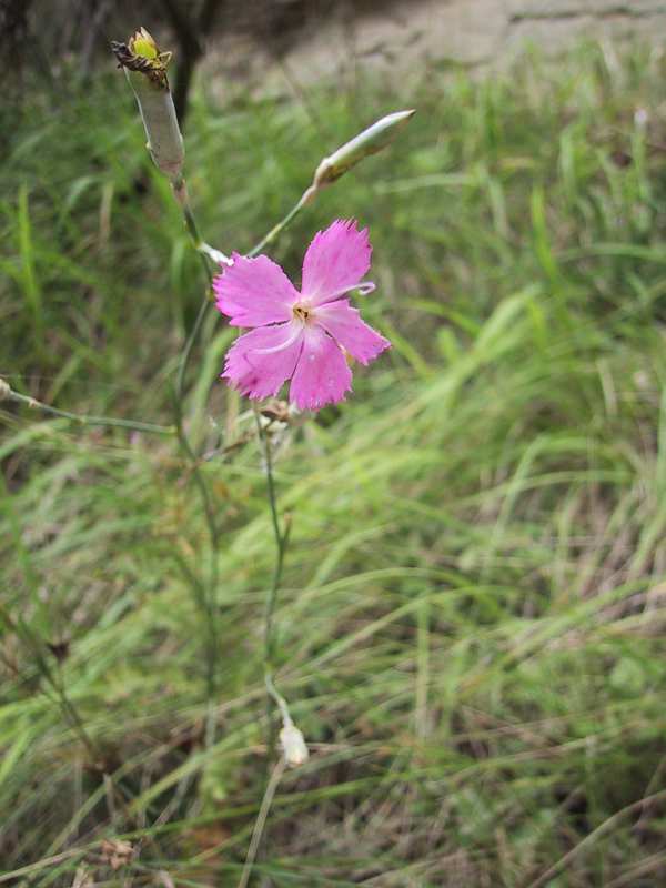 Dianthus sylvestris