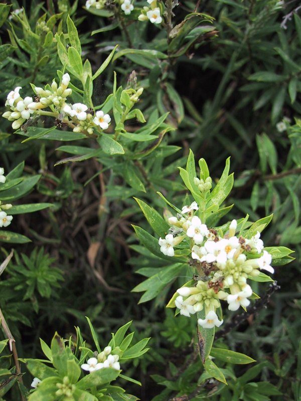 Daphne gnidium