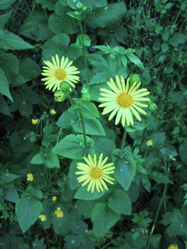 Doronicum pardaliaches
