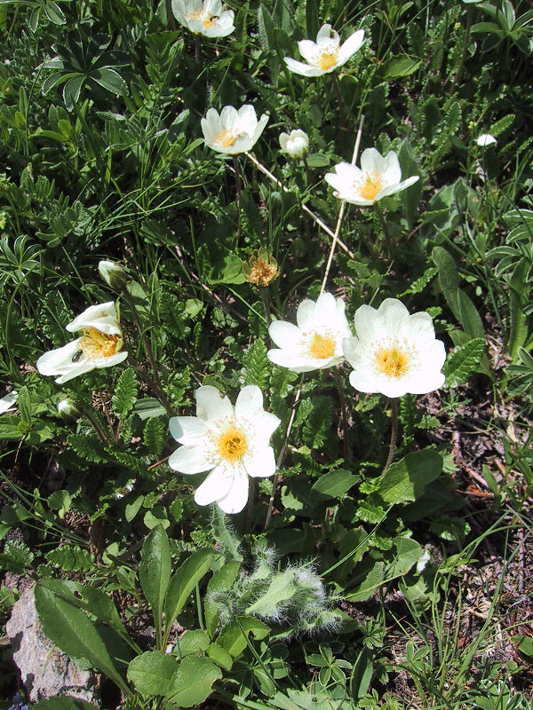 Dryas octopetala