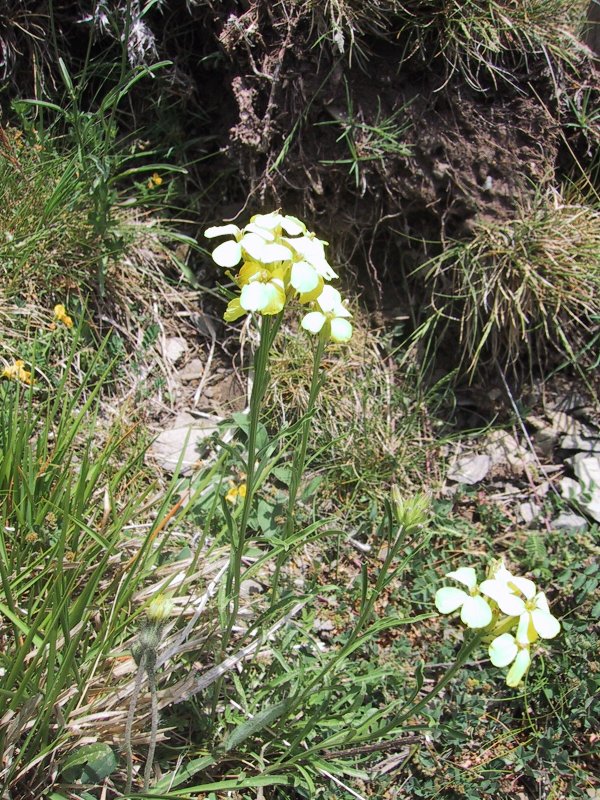 Erysimum helveticum