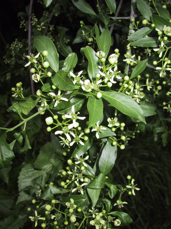 Euonymus europea