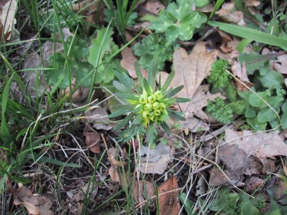 Euphorbia cyparissia