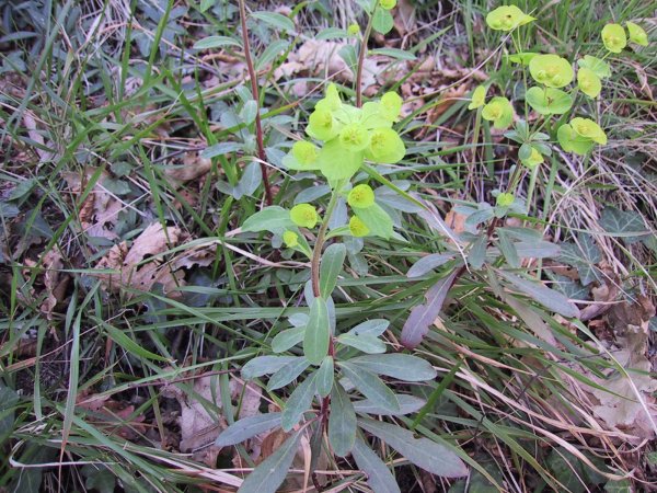 Euphorbia dendroides