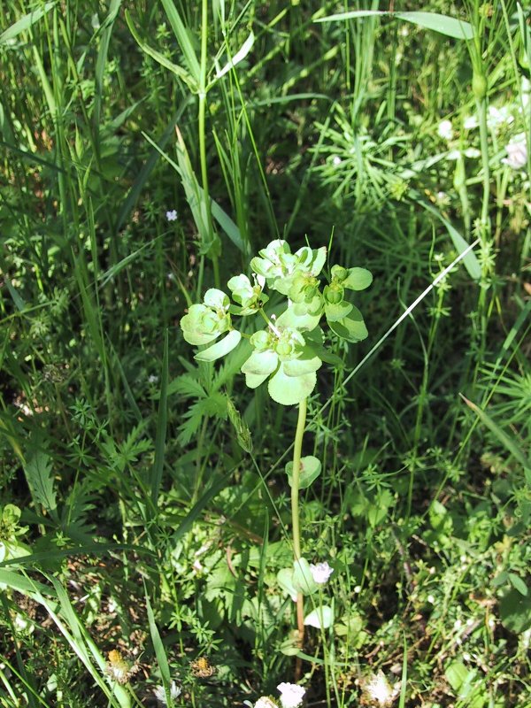 Euphorbia helioscopica
