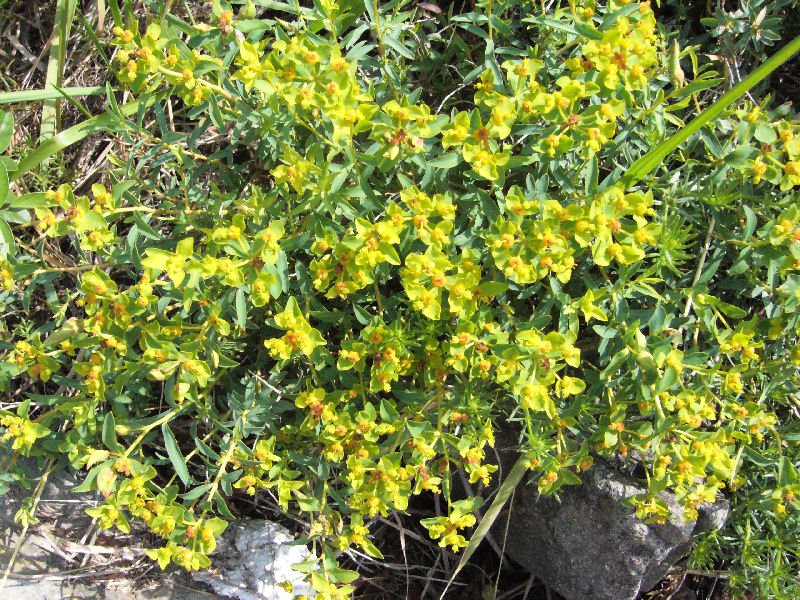 Euphorbia spinosa