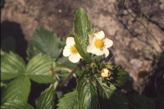 Fragaria vesca