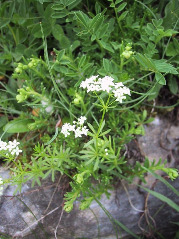 Galium baldense