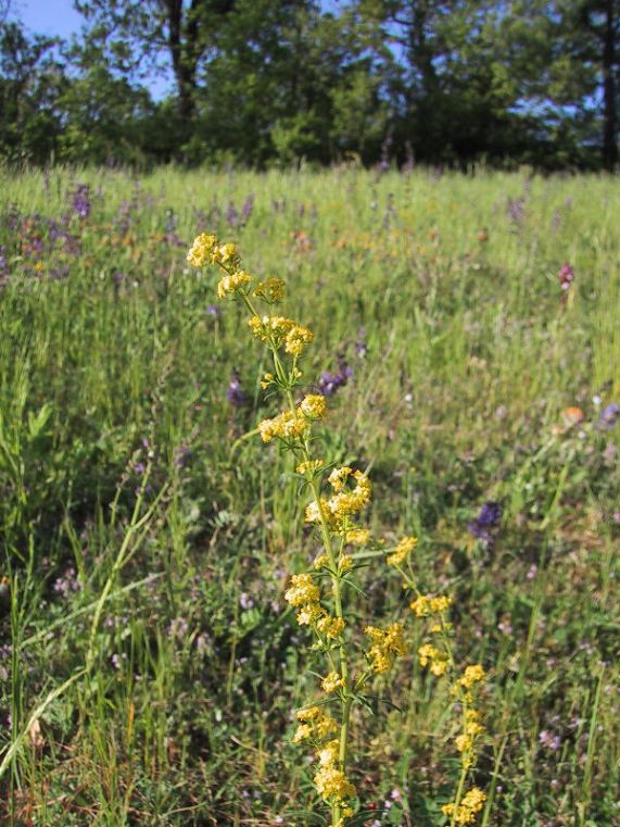 Galium verum