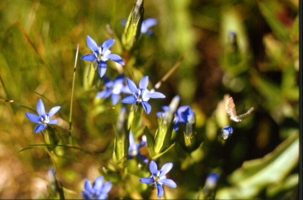 Gentiana utriculosa