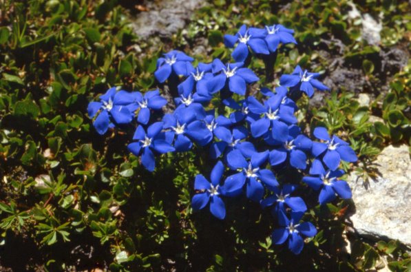 Gentiana verna