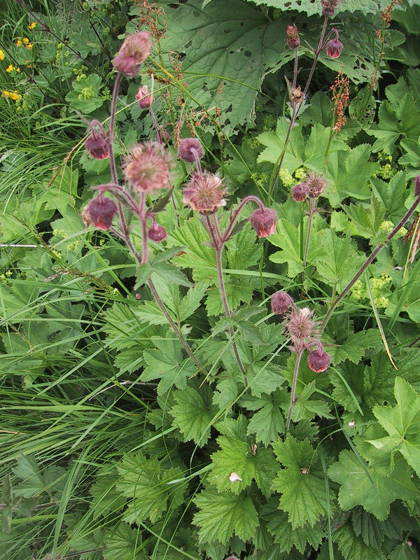 Geum rivale