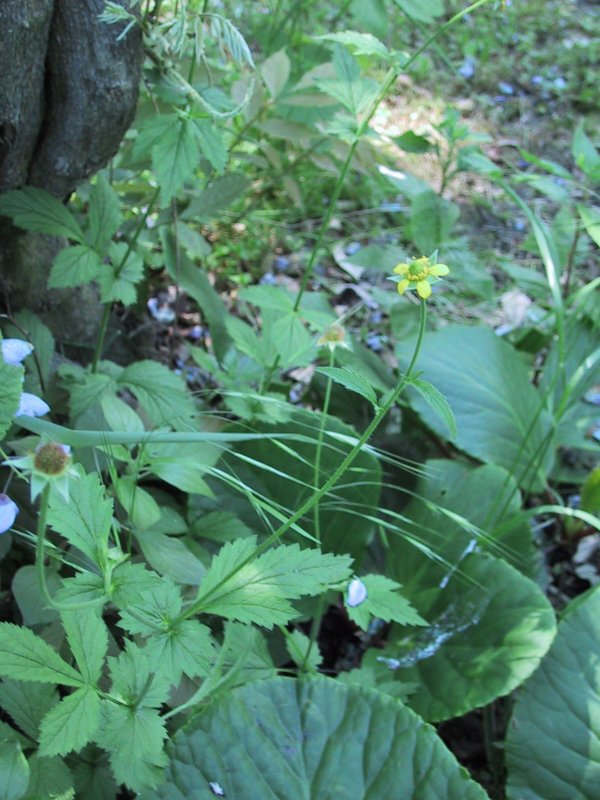 Geum urbanum
