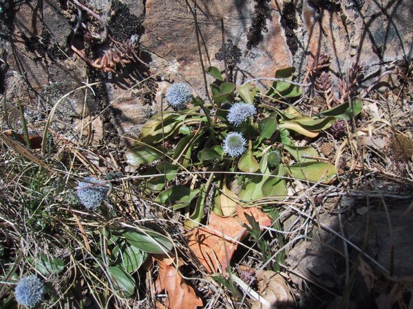 Globularia alypum