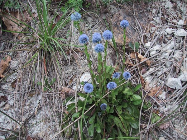 Globularia vulgaris