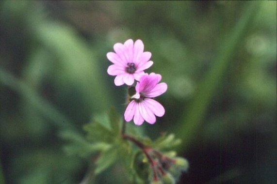 Geranium pyrenaicum