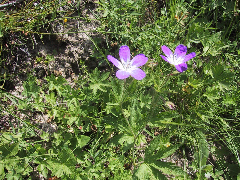 Geranium sylvaticum