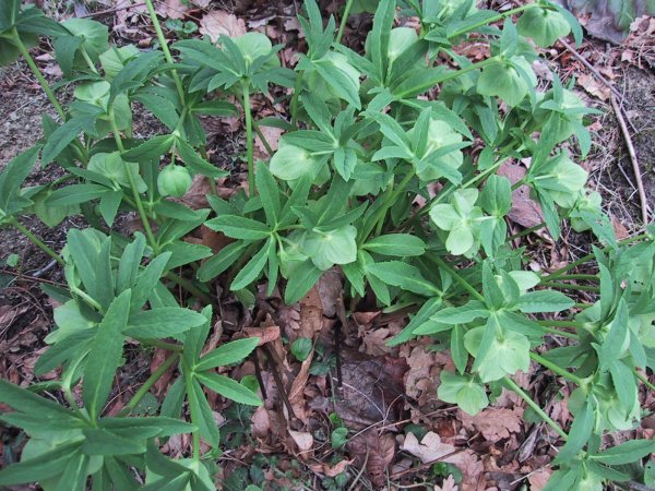 Helleborus viridis