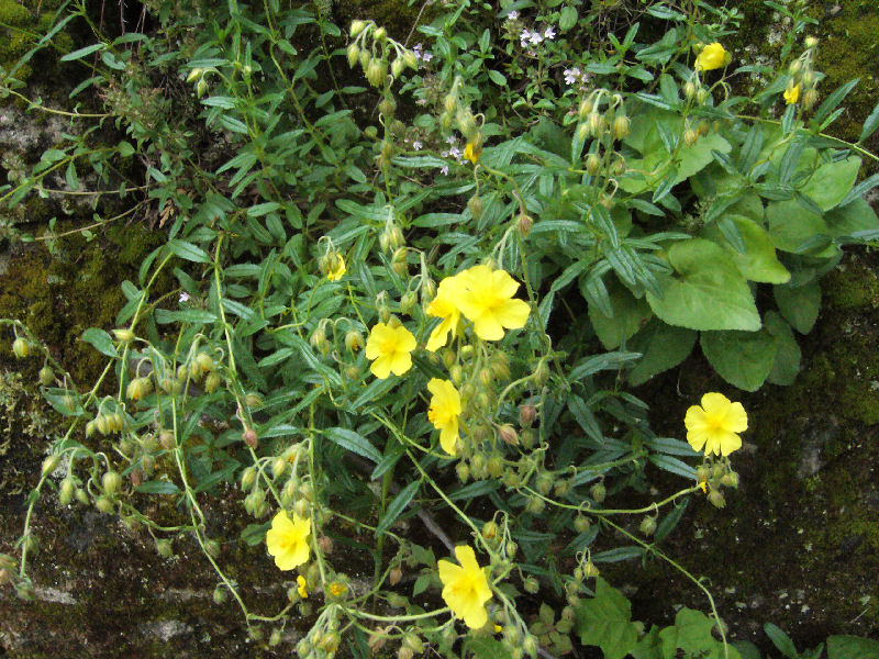 Helianthemum nummularium