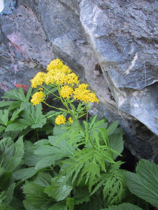 Hugueninia tanacetifolia