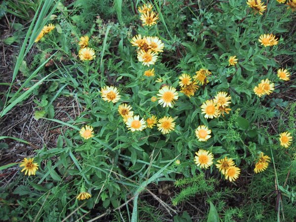 Inula britannica