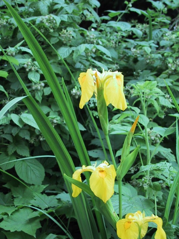 Iris pseudacorus