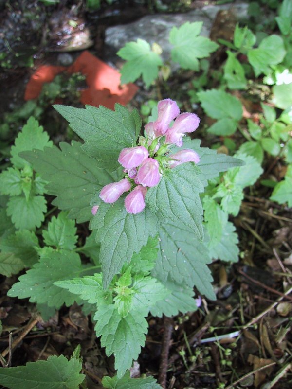 Lamium maculatum
