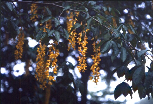 Laburnum anagyroides