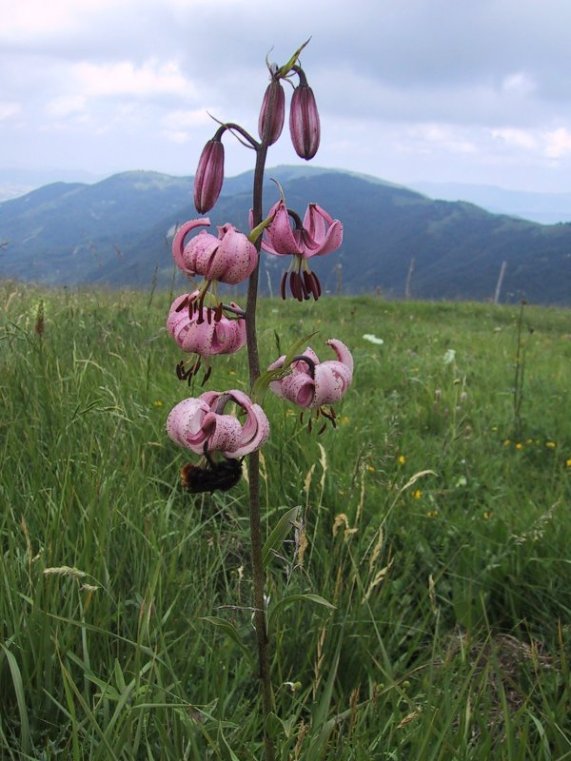 Lilium marthagon