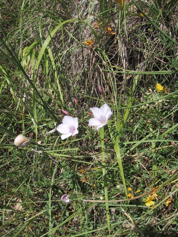 Linum usitatissimum