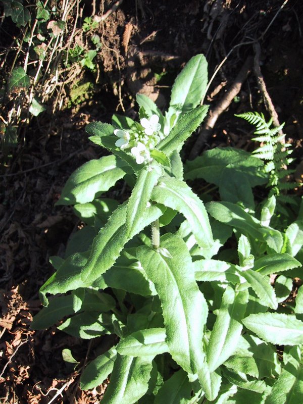 Lithospermum arvense