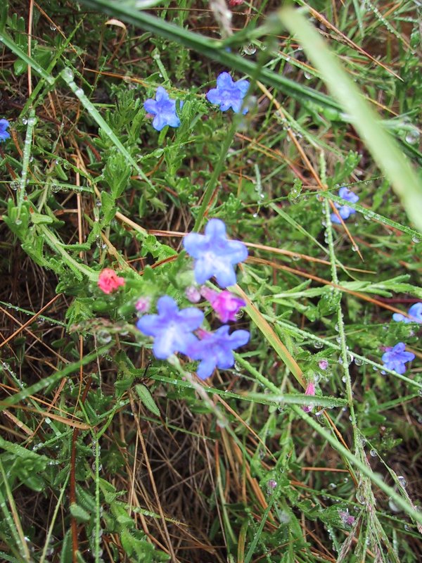 Lithospermum diffusum(prostratum)