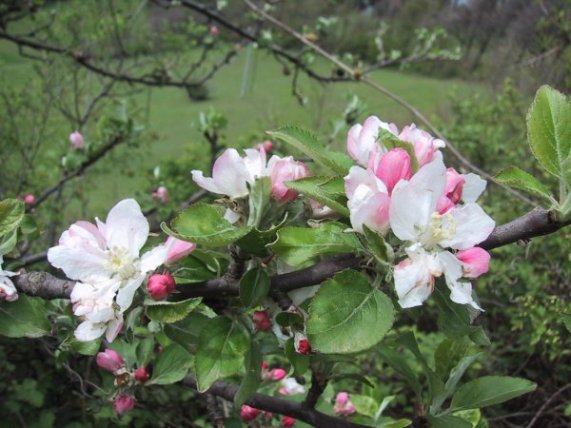 Malus sylvestris