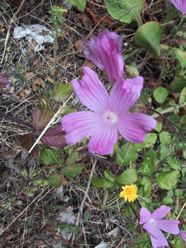 Malva alcea