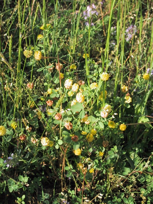 Medicago lupulina