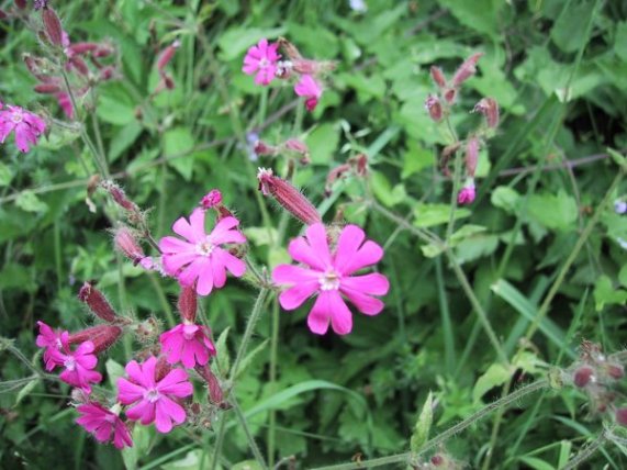 Melandrium rubrum