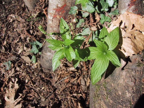 Mercurialis perennis