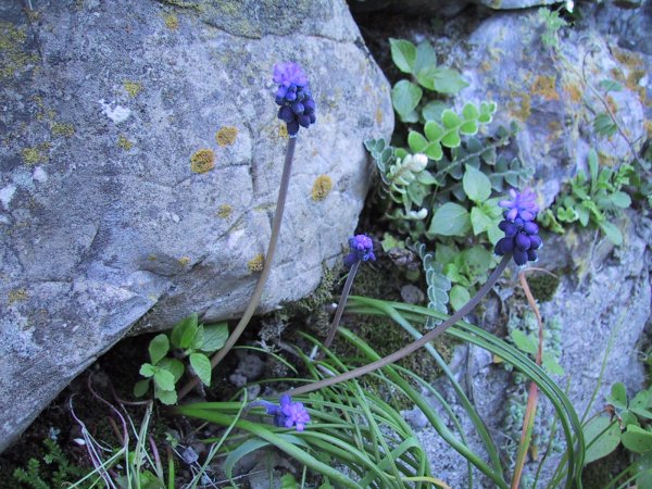 Muscari neglectum