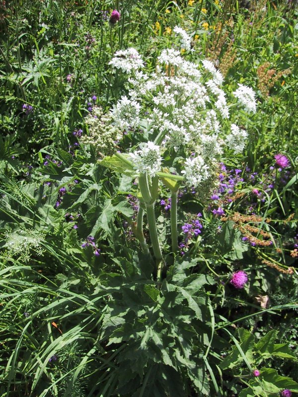 Angelica archangelica