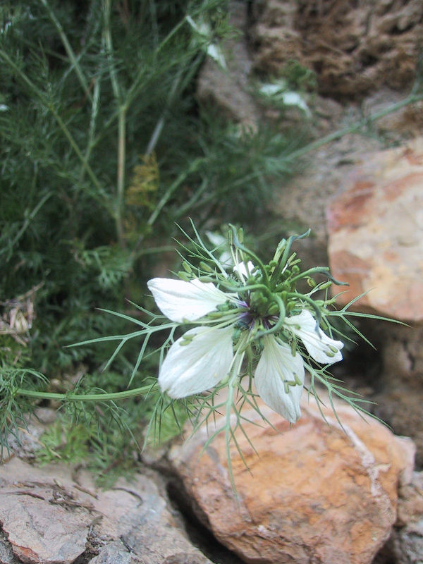 Nigella damascena