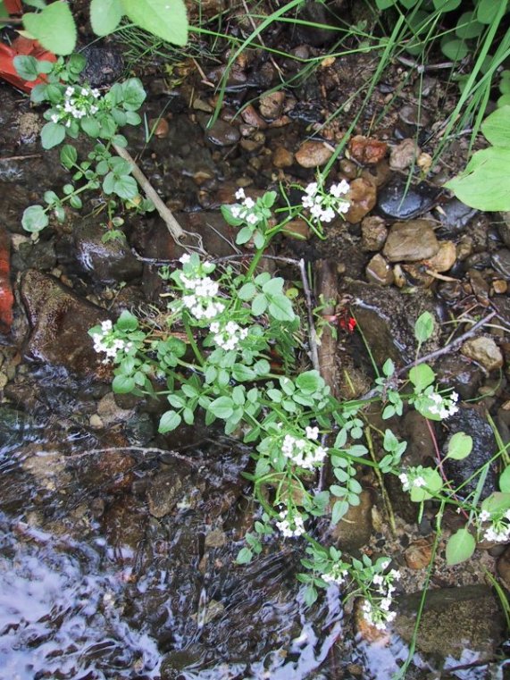 Nasturtium officinalis