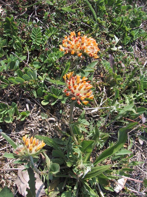 Anthillis vulneraria
