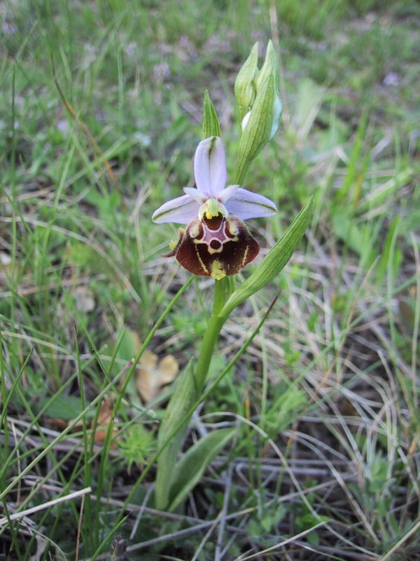 Ophrys apifera