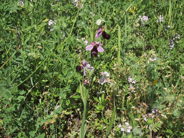 Ophrys bertolonii