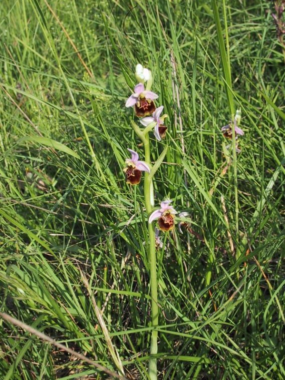 Ophrys scolopax