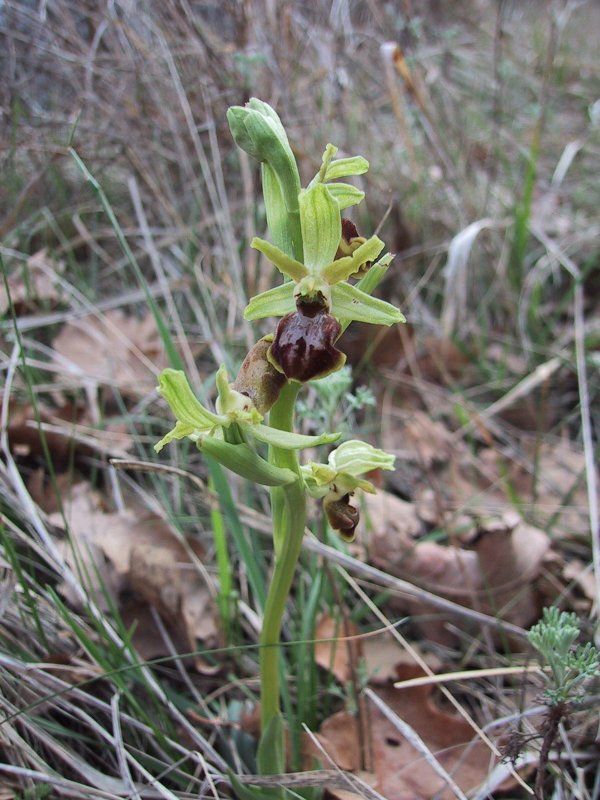 Ophrys sphegodes